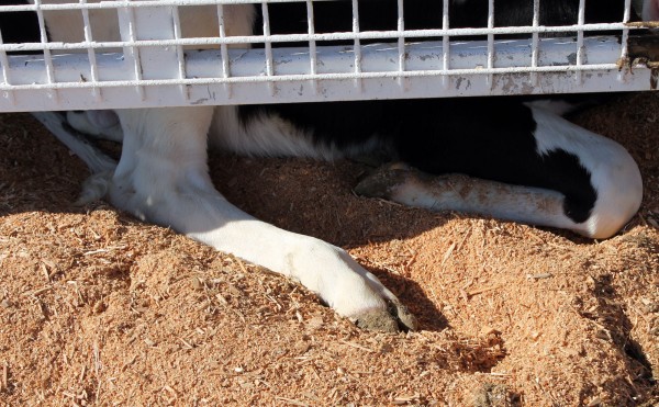 足が出てるよ～