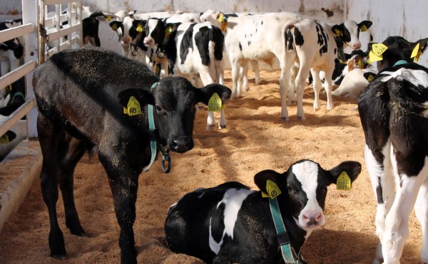 おがくずまみれ