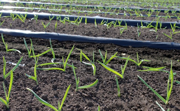 本日のニンニクの芽