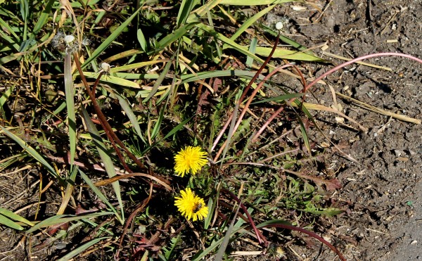 タンポポ見つけた