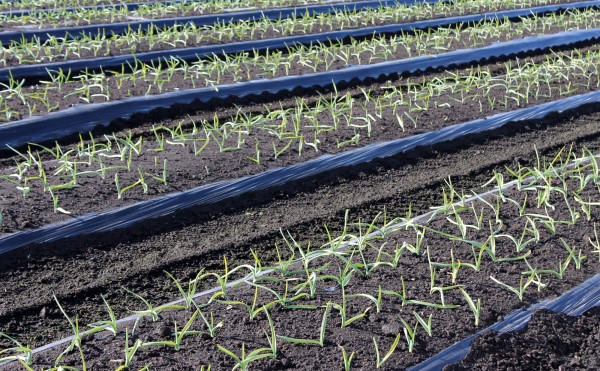 本日のニンニク畑