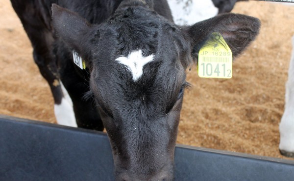 何に見えるかな