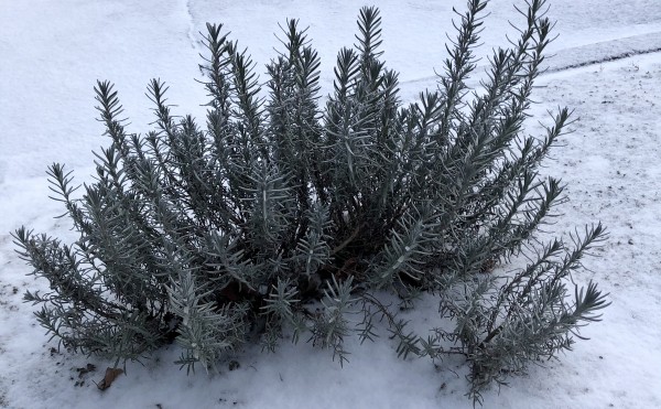 雪が降りました