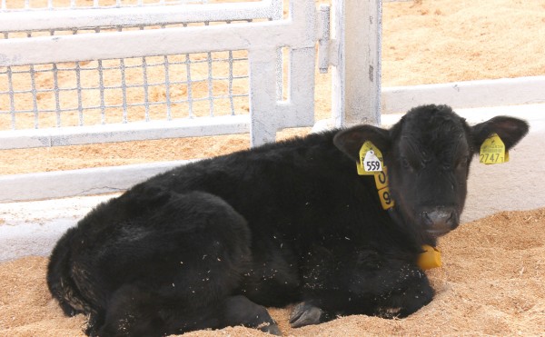 モフモフしてる