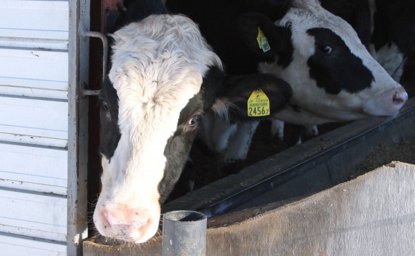 ホルスタインの迫力