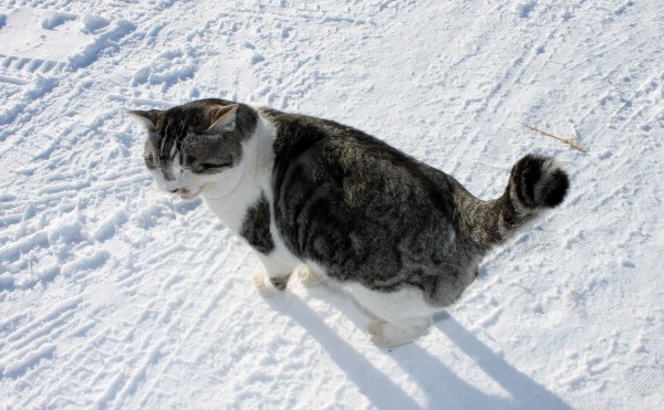 スタッフの人気者