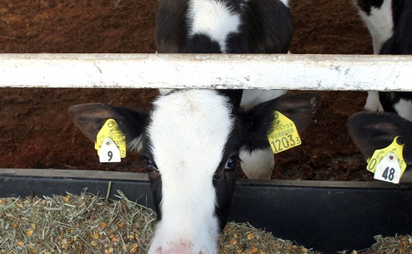 こだわりの飼料