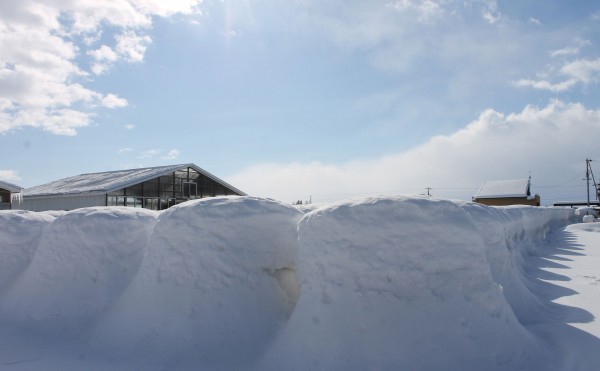 ラップサイレージに雪