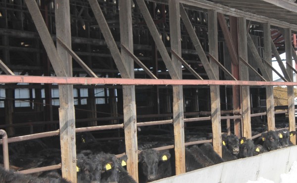 木造牛舎