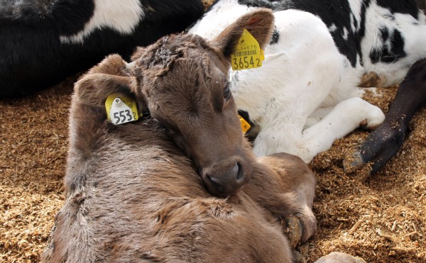 見返りハンサム君