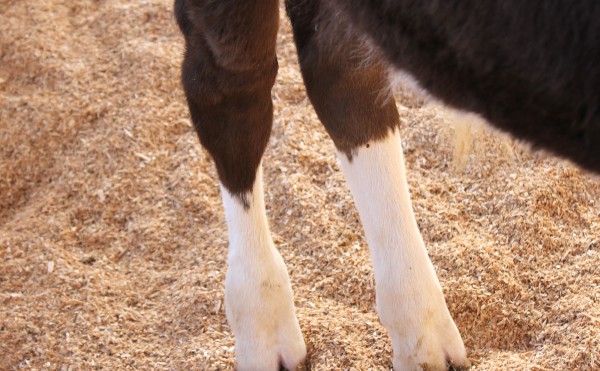 牛は偶蹄類です