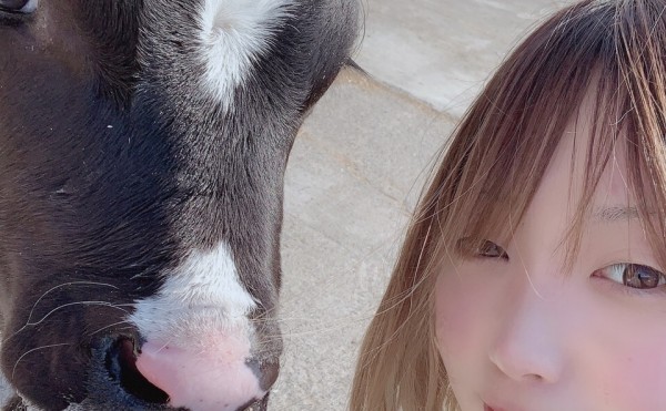 あかねちゃんと子牛