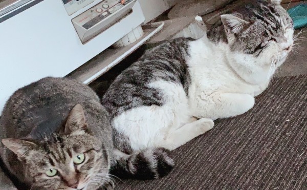 モモちゃんとトラちゃん