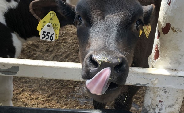 舌でクリーンナップ