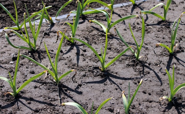 4月のニンニク