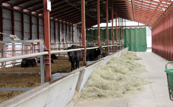 ゆとりの牛舎