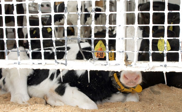 網目越しの視線