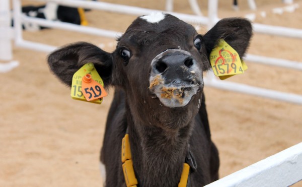 ミルクのち飼料