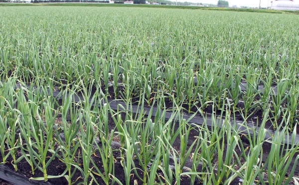 本日のにんにく畑