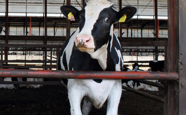 こちらはホルスタイン
