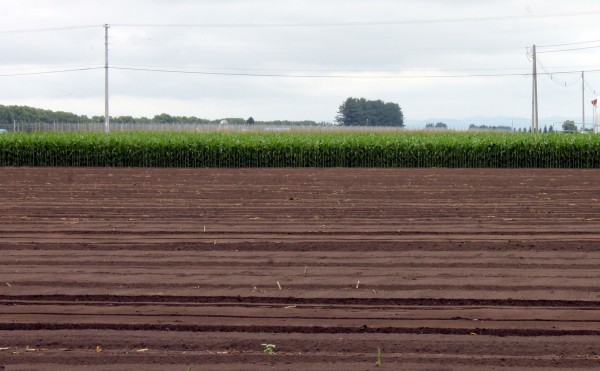 ニンニク畑の今