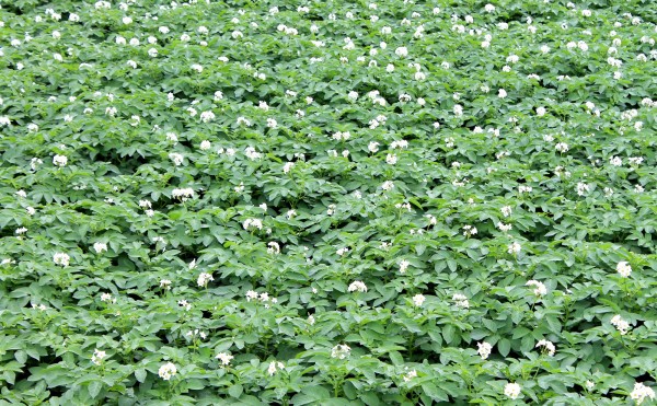 満開ジャガイモの花