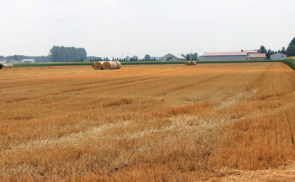 黄金色の小麦畑