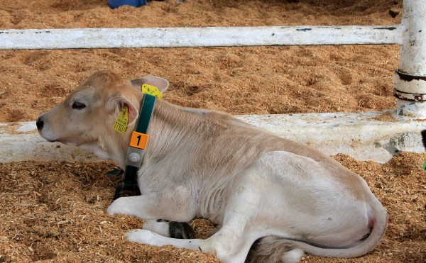 ブラウンスイス