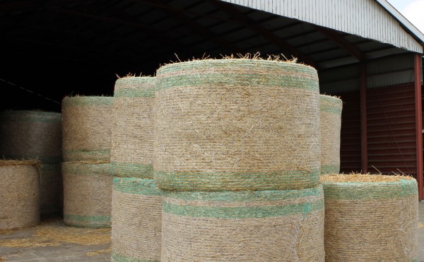 新しい小麦ロール