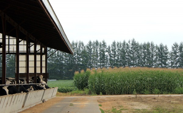 大きくなったデントコーン