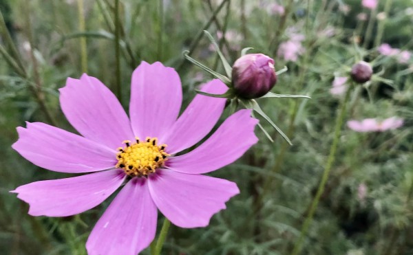 コスモス
