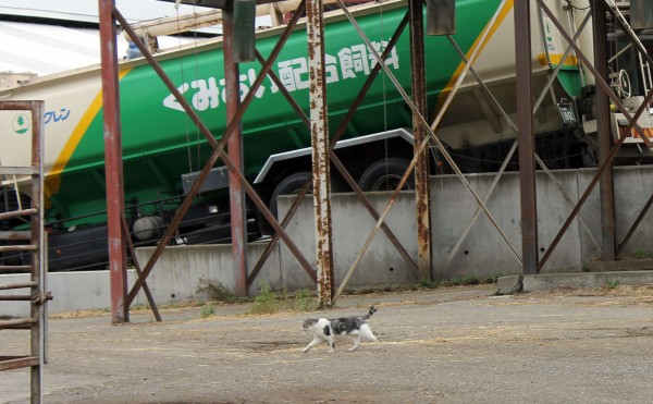 モモちゃん闊歩