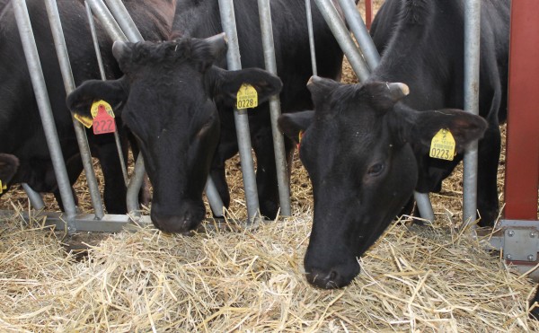 トヨニシファームの黒毛