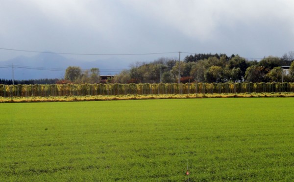 ナガイモと秋まき小麦