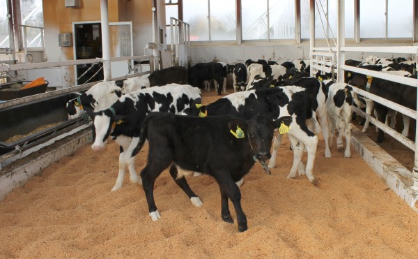 逃げられました