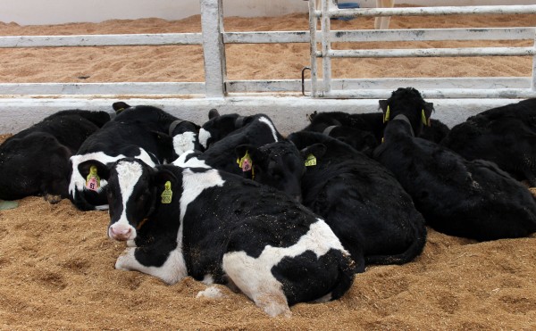 何頭いるでしょう？