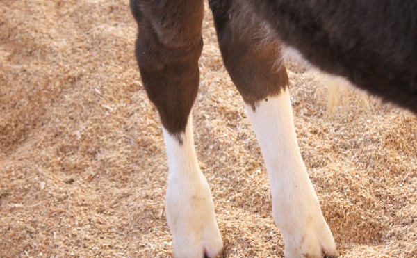 ホワイトソックス