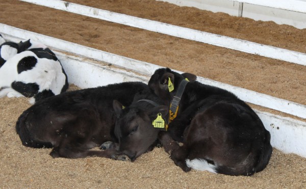 寄り添ってお昼寝