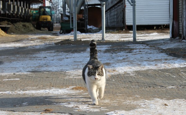 モモちゃん登場