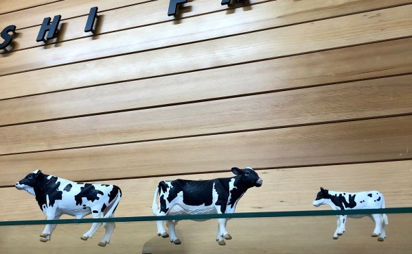 ここにもホルスタイン