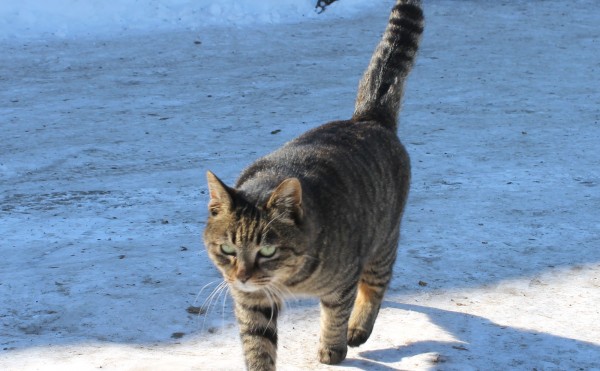 スーパー猫の日