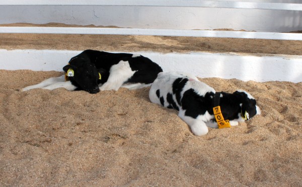 オガクズに埋もれて