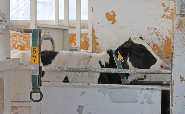 ミルクが欲しい