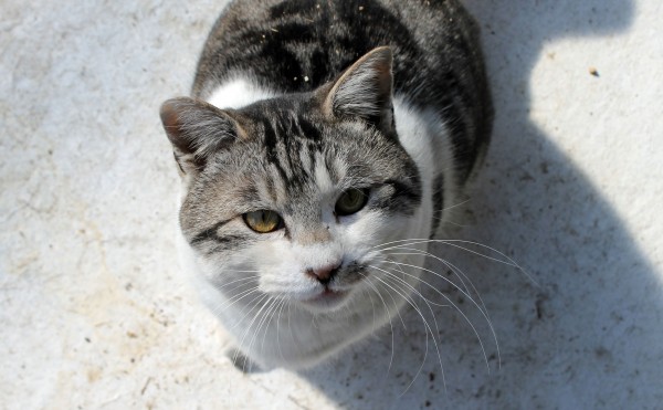 牧場のアイドルももちゃん