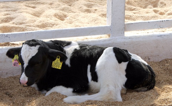 立とうか、どうしようか…