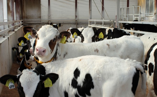 赤毛のホルスタイン