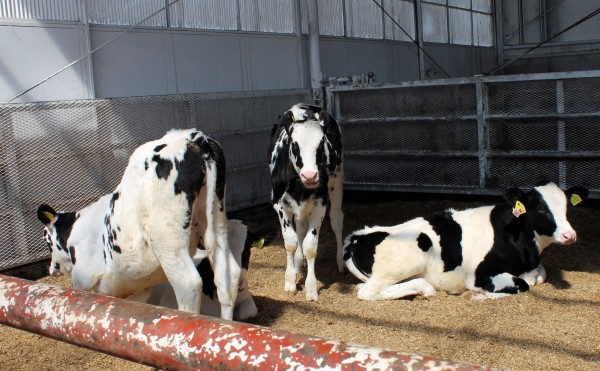 立ち上がり動作