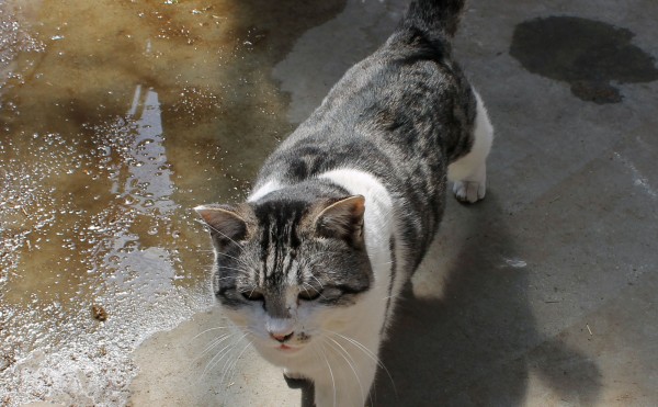 モモジロウ登場