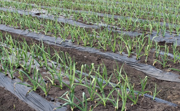 ニンニク急成長