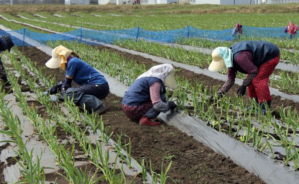 ニンニクの芽出し作業